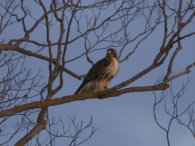 Red-tailed Hawk