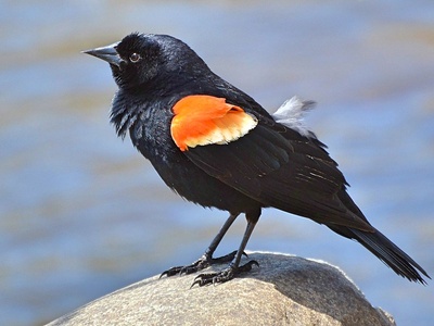 Red-winged Blackbird