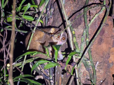 Red slender loris