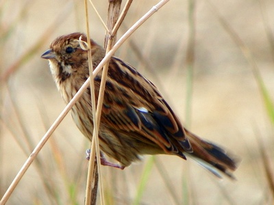 Reed Bunting