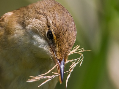 Reed Warbler