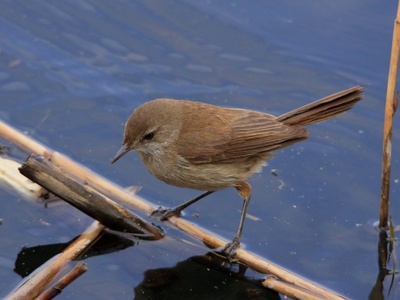 Reed warbler (African marsh warbler)
