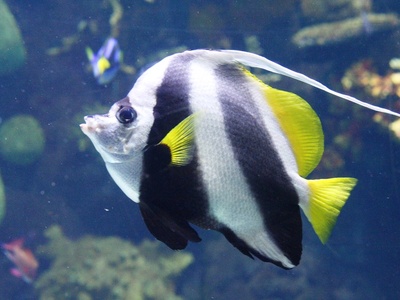 Reef fish