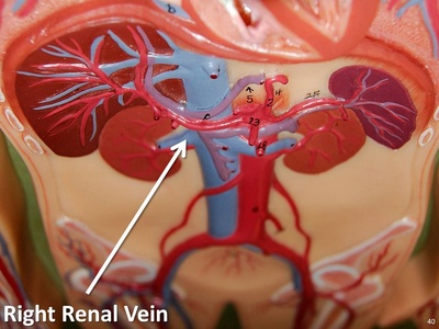 Renal vein