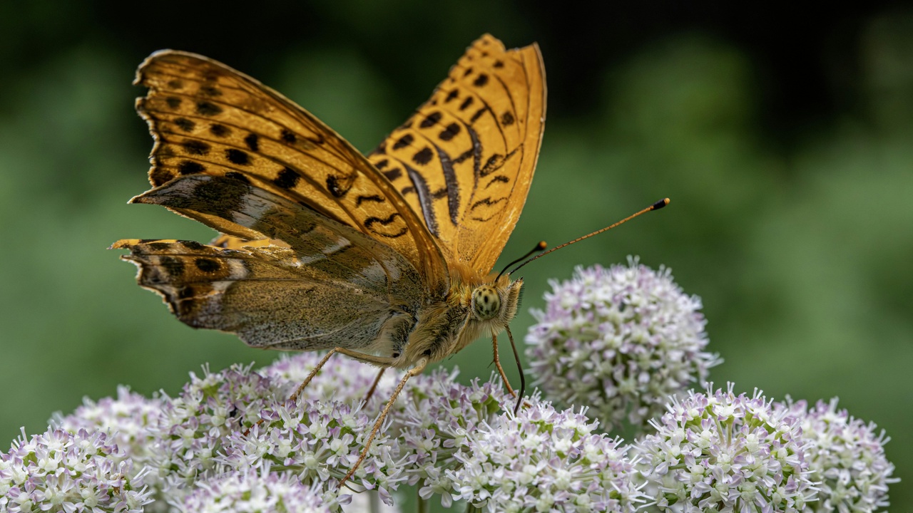 Lifecycle illustrations showing metamorphosis and fish spawning