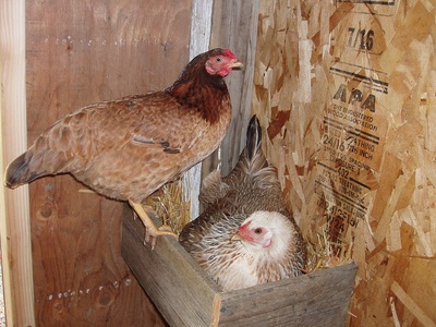 Rhode Island Red (chicken)