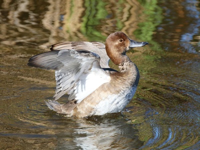 Ring-necked Duck