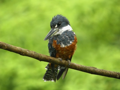 Ringed Kingfisher