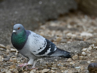 Rock Pigeon