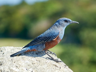 Rock Thrush