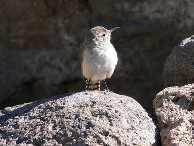 Rock Wren
