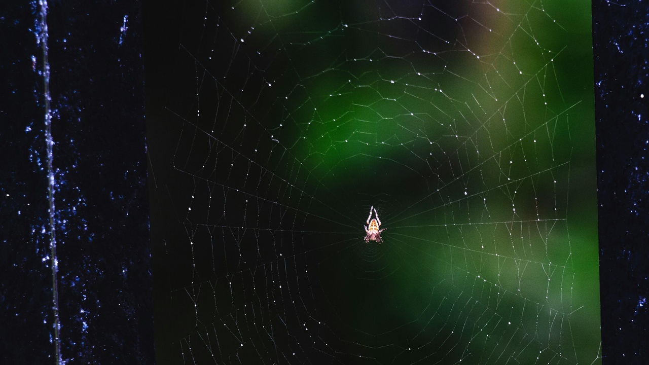 Simulation visualization of the cosmic web and galaxy formation influenced by dark matter