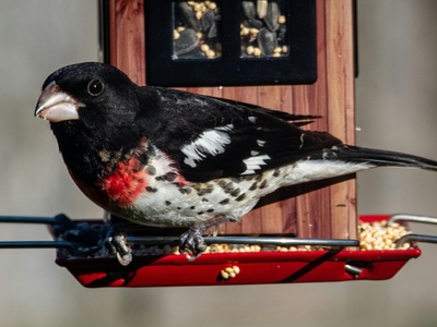 Rose-breasted Grosbeak