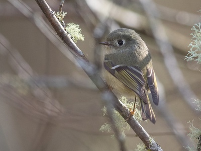 Ruby-crowned Kinglet