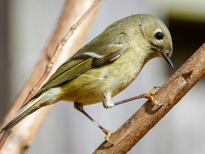 Ruby-crowned Kinglet