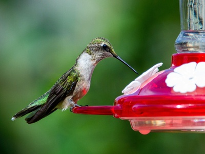 Ruby-throated Hummingbird
