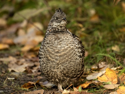 Ruffed Grouse