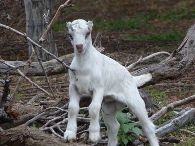 Saanen (goat breed)