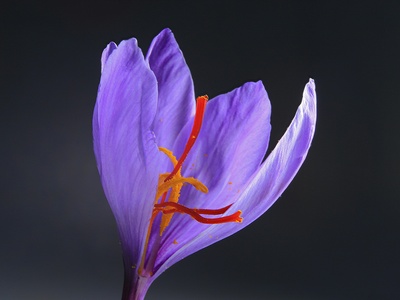 Saffron