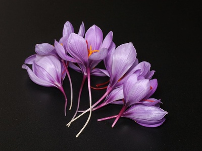 Saffron (crocus sativus)