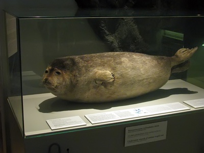 Saimaa ringed seal