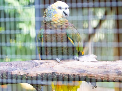 Saint Vincent amazon