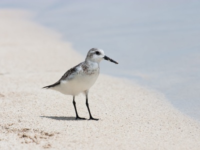 Sanderling