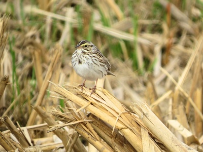 Savannah Sparrow