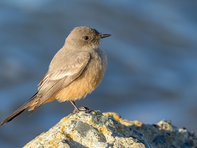 Say's Phoebe