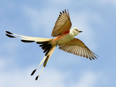Scissor-tailed Flycatcher