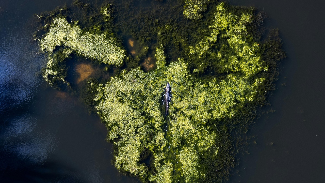 Illustration of global biodiversity showing a variety of species across ecosystems, from microbes in soil to birds in forests and fish in coral reefs.