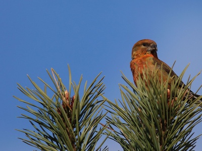 Scottish Crossbill