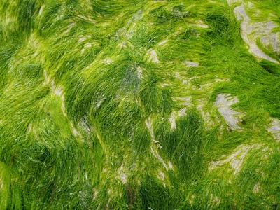 Sea lettuce