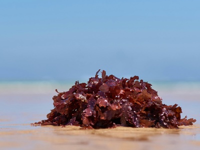 Seaweed extract