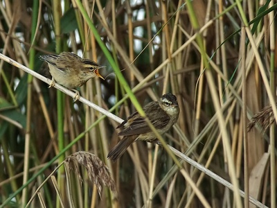 Sedge Warbler