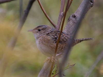 Sedge Wren
