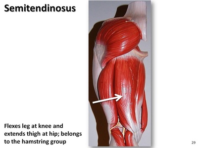Semitendinosus