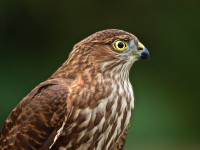 Sharp-shinned Hawk