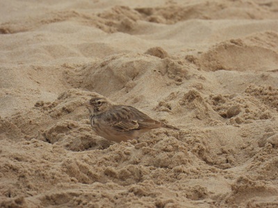 Shore Lark