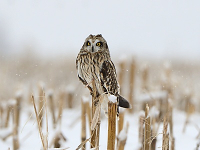 Short-eared Owl