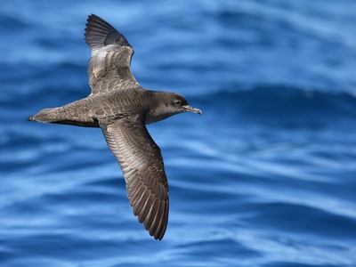 Short-tailed Shearwater