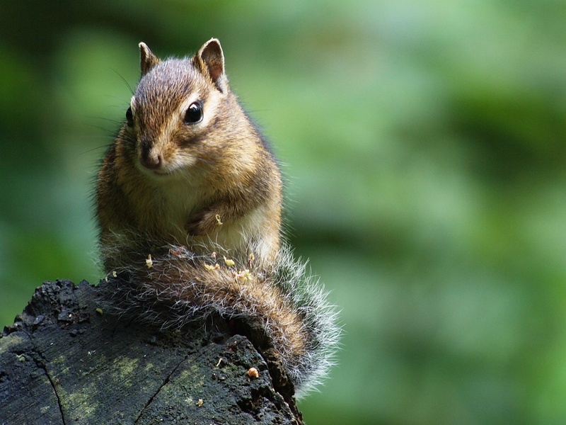 The Complete List of Animals That Hibernate in Winter - 33Science