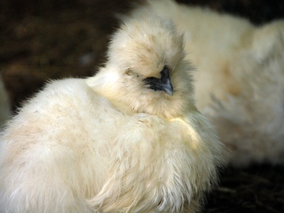 Silkie chicken (breed)