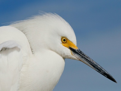 Snowy Egret