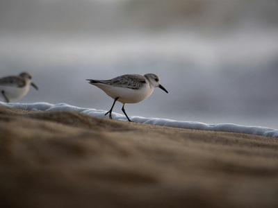 Snowy Plover
