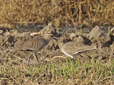 Sociable Lapwing
