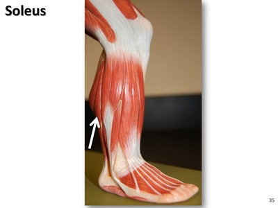 Soleus