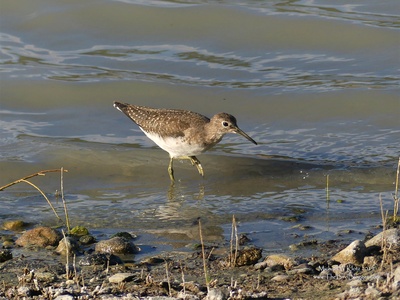 Solitary Sandpiper