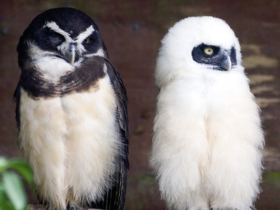 Spectacled Owl