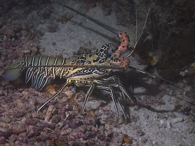 Spiny lobster